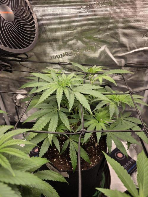 White widow, gushers, tropic cookies. Week 5