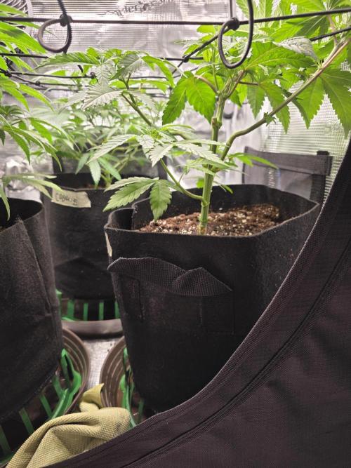 White widow, gushers, tropic cookies. Week 5