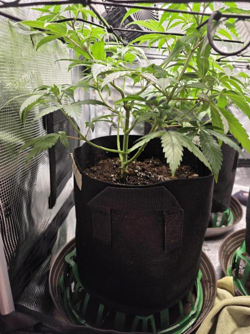 White widow, gushers, tropic cookies. Week 5