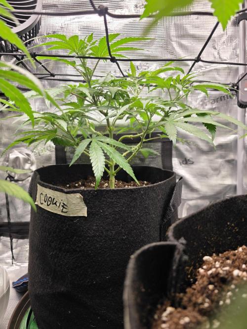 White widow, gushers, tropic cookies. Week 5
