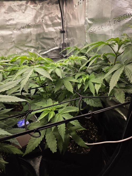 White widow, gushers, tropic cookies. Week 6