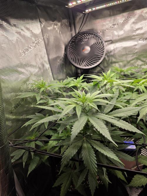 White widow, gushers, tropic cookies. Week 6