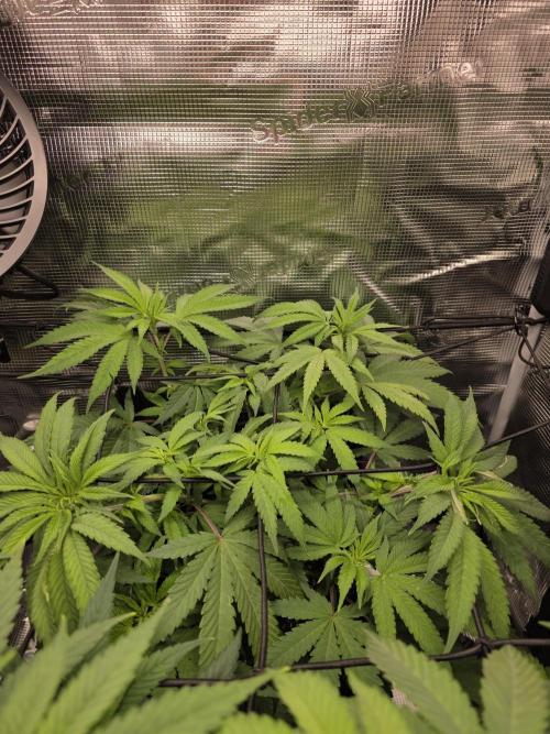 White widow, gushers, tropic cookies. Week 6