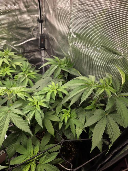 White widow, gushers, tropic cookies. Week 6