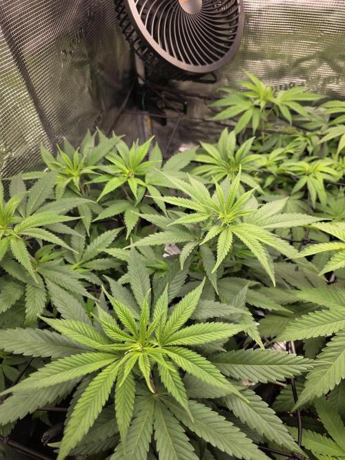 White widow, gushers, tropic cookies. Week 6