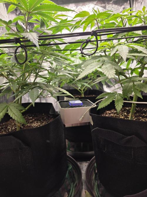 White widow, gushers, tropic cookies. Week 6