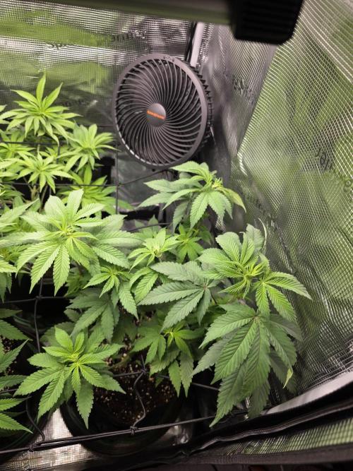 White widow, gushers, tropic cookies. Week 7