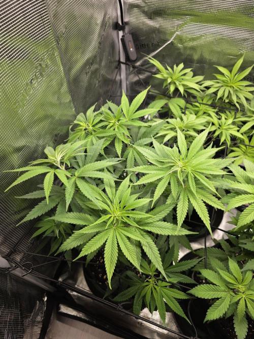White widow, gushers, tropic cookies. Week 7
