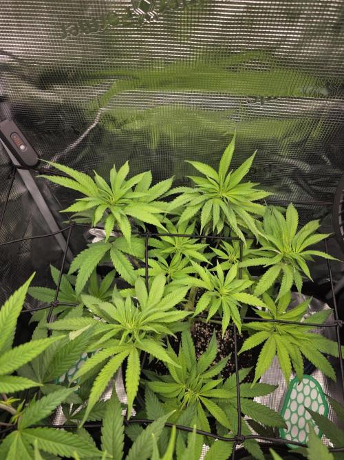 White widow, gushers, tropic cookies. Week 7