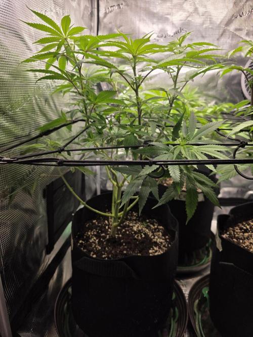 White widow, gushers, tropic cookies. Week 7