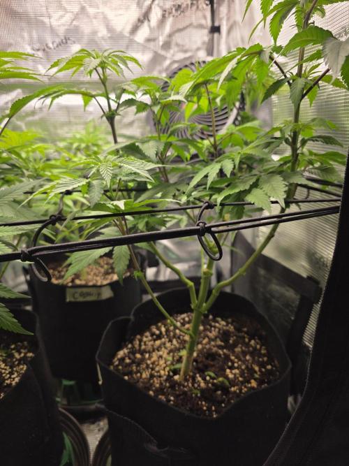 White widow, gushers, tropic cookies. Week 7