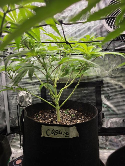 White widow, gushers, tropic cookies. Week 7