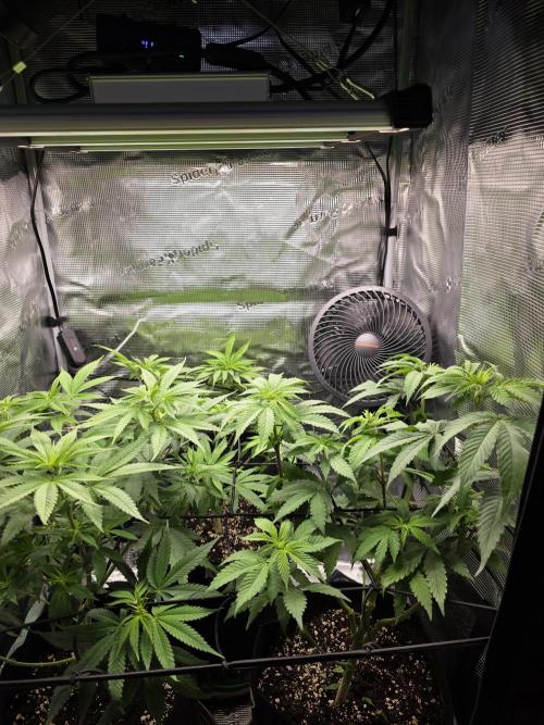 White widow, gushers, tropic cookies. Week 7