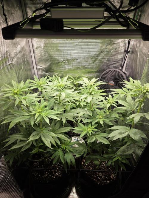 White widow, gushers, tropic cookies. Week 8