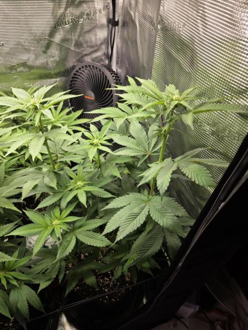 White widow, gushers, tropic cookies. Week 8