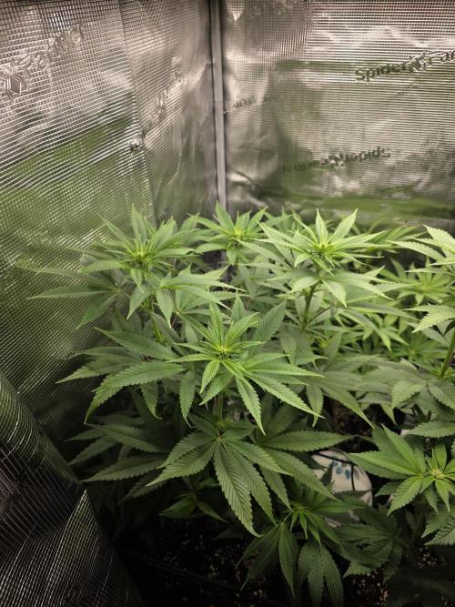 White widow, gushers, tropic cookies. Week 8