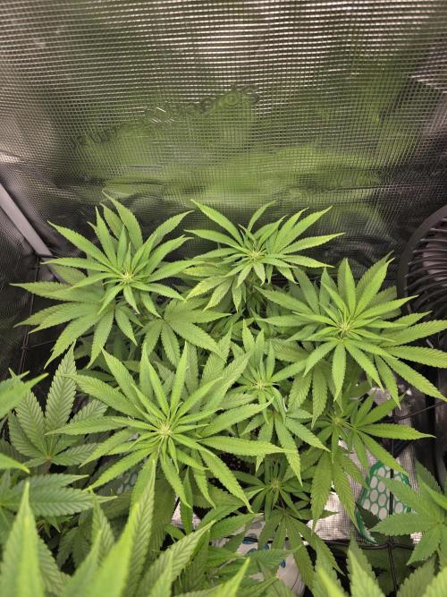 White widow, gushers, tropic cookies. Week 8