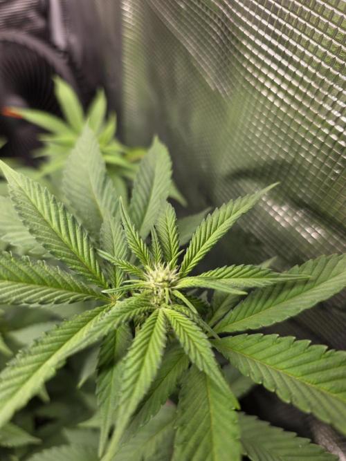 White widow, gushers, tropic cookies. Week 8