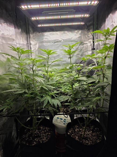 White widow, gushers, tropic cookies. Week 8