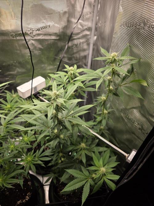 White widow, gushers, tropic cookies. Week 9
