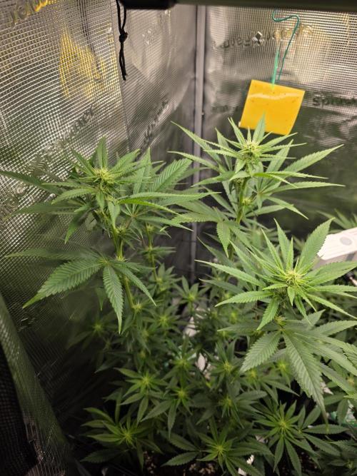 White widow, gushers, tropic cookies. Week 9