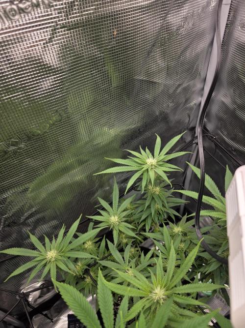White widow, gushers, tropic cookies. Week 9