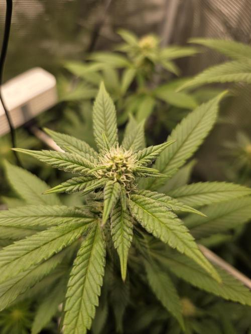 White widow, gushers, tropic cookies. Week 9