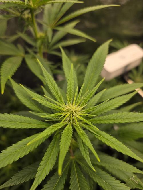 White widow, gushers, tropic cookies. Week 9