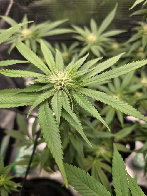 White widow, gushers, tropic cookies. Week 9