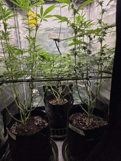 White widow, gushers, tropic cookies. Week 9
