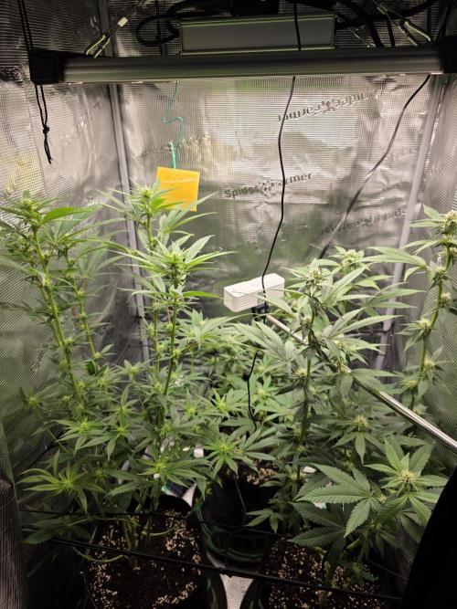 White widow, gushers, tropic cookies. Week 9