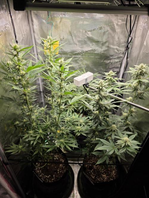 White widow, gushers, tropic cookies. Week 10
