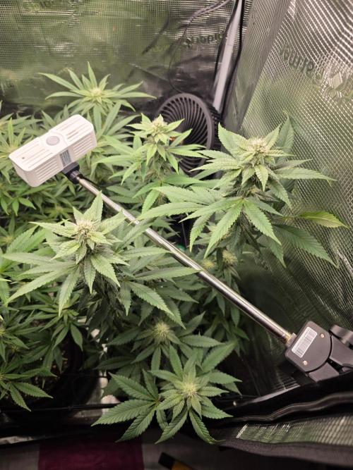 White widow, gushers, tropic cookies. Week 10