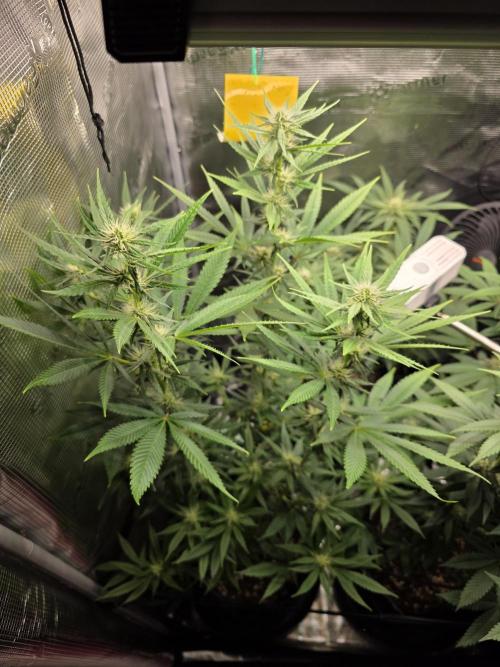 White widow, gushers, tropic cookies. Week 10