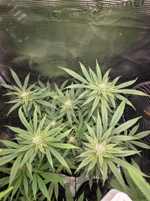 White widow, gushers, tropic cookies. Week 10