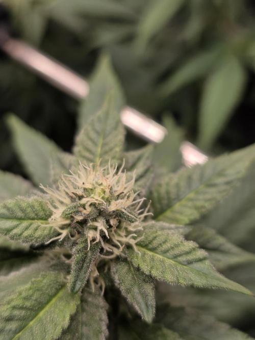 White widow, gushers, tropic cookies. Week 10