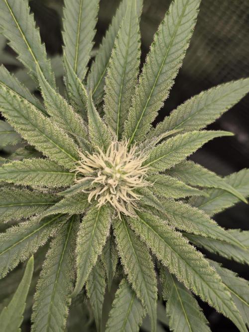 White widow, gushers, tropic cookies. Week 10
