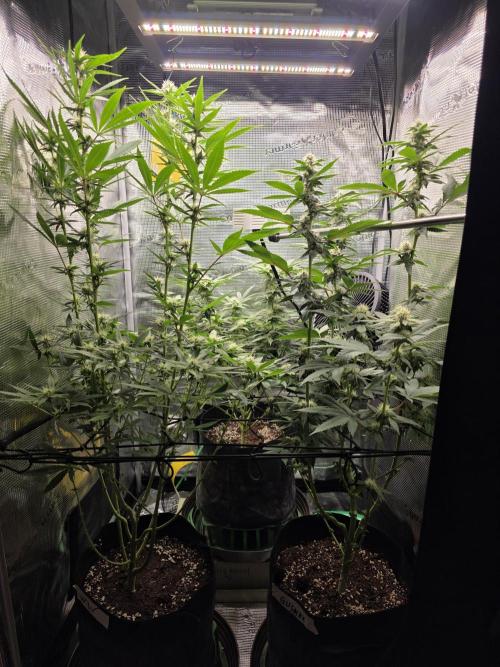 White widow, gushers, tropic cookies. Week 10