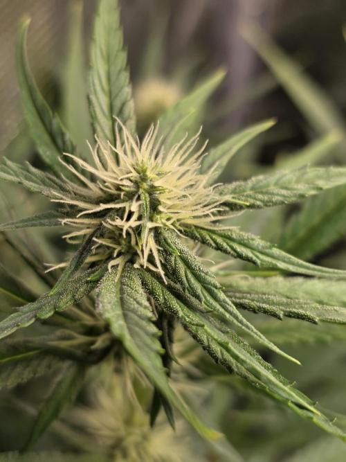 White widow, gushers, tropic cookies. Week 10