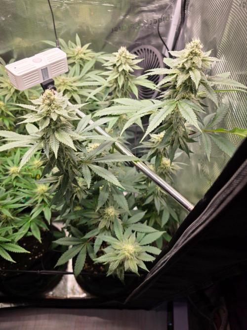 White widow, gushers, tropic cookies. Week 11