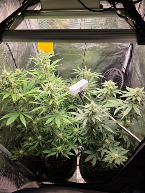 White widow, gushers, tropic cookies. Week 11