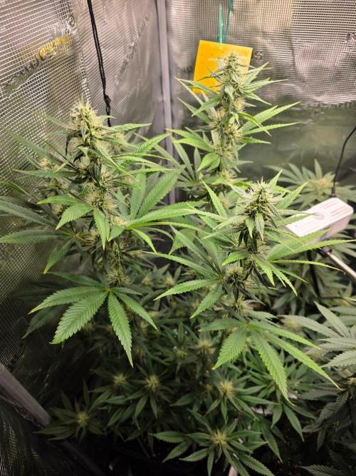 White widow, gushers, tropic cookies. Week 11