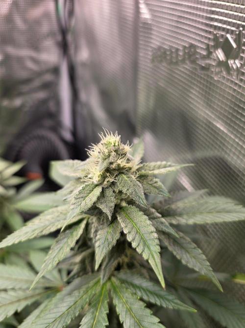 White widow, gushers, tropic cookies. Week 11