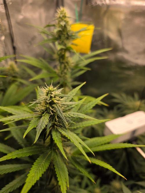White widow, gushers, tropic cookies. Week 11