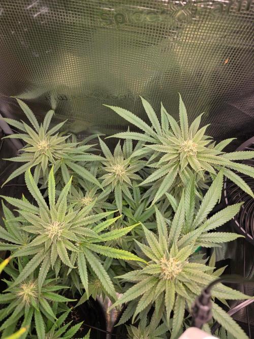 White widow, gushers, tropic cookies. Week 11