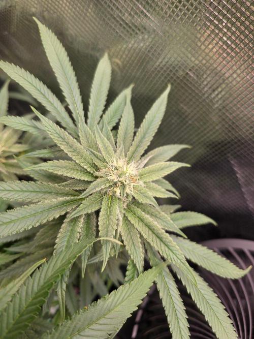 White widow, gushers, tropic cookies. Week 11