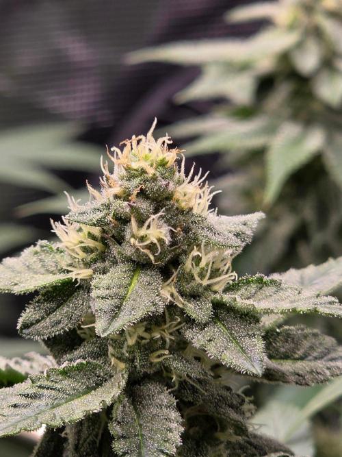 White widow, gushers, tropic cookies. Week 11