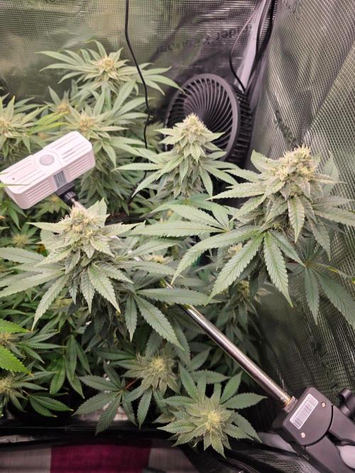 White widow, gushers, tropic cookies. Week 12