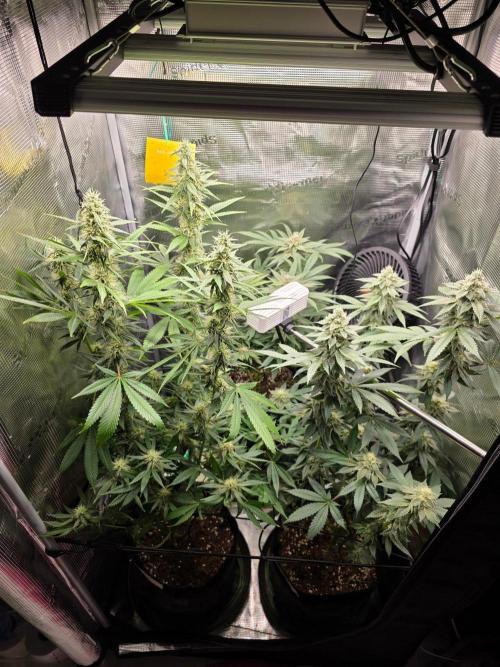 White widow, gushers, tropic cookies. Week 12
