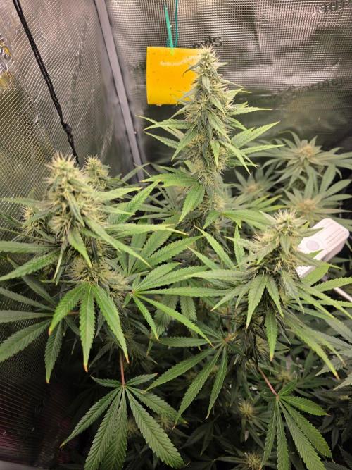 White widow, gushers, tropic cookies. Week 12